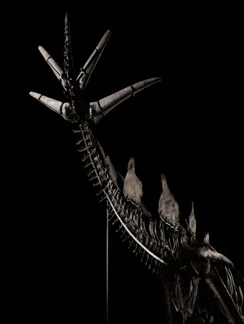 Самый дорогой динозавр: стегозавр Апекс продан за 44,6 млн