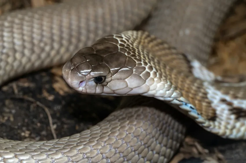Новый антидот от кобры найден в старом препарате