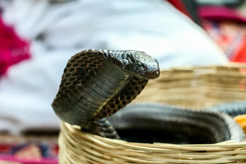 Новый антидот от кобры найден в старом препарате