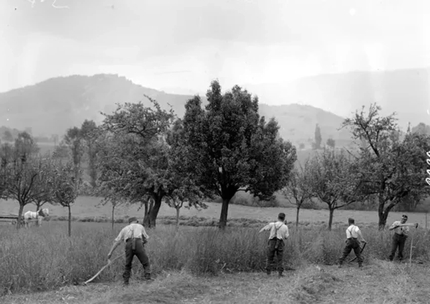 Как правильно косить траву ручной косой: навык дедов простыми словами