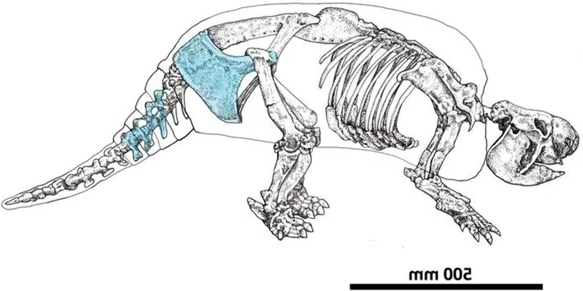 Люди охотились на глиптодонов в Америке 21 000 лет назад