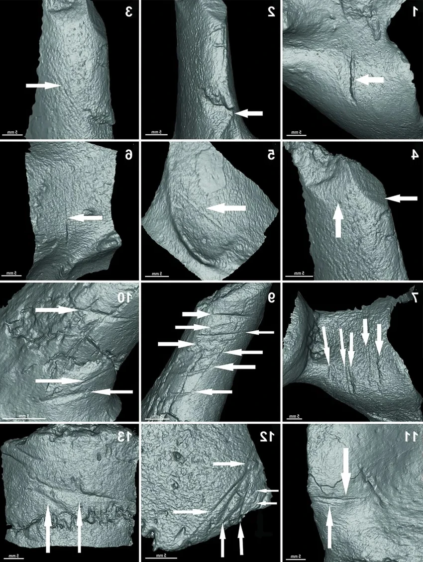 Люди охотились на глиптодонов в Америке 21 000 лет назад
