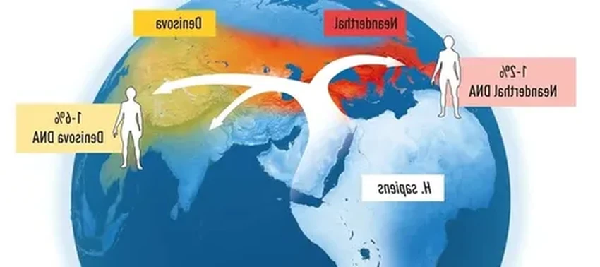 Неандертальцы не вымерли: новая генетическая история их ассимиляции