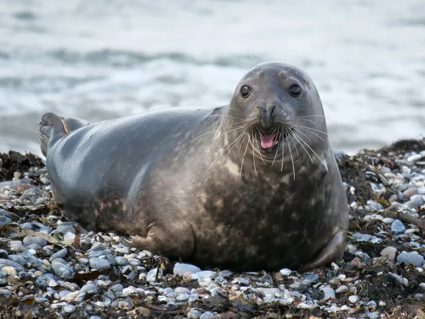 На пляжах Кейптауна зафиксирована вспышка бешенства среди тюленей