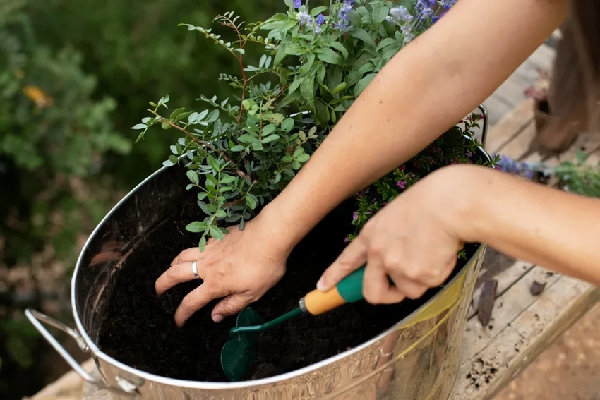 Какие растения на даче под запретом: сорняки и опасные культуры