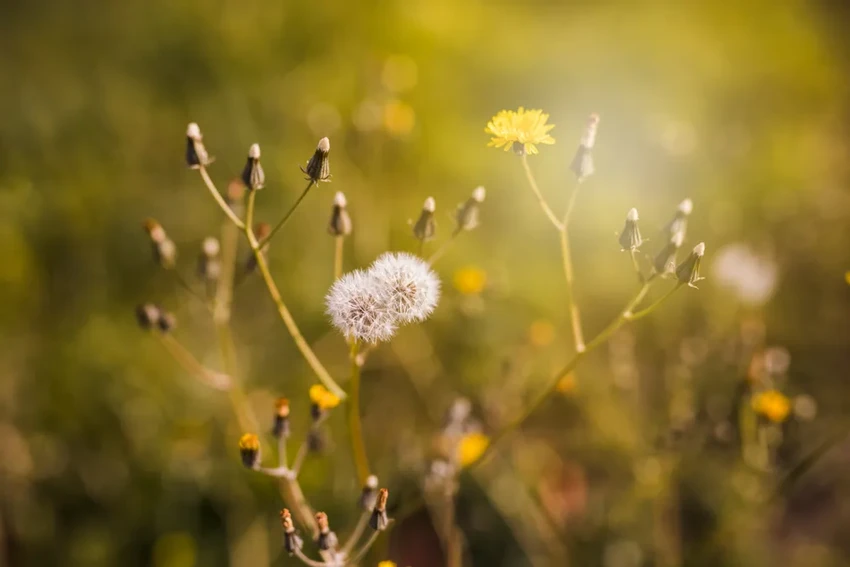 Какие растения на даче под запретом: сорняки и опасные культуры