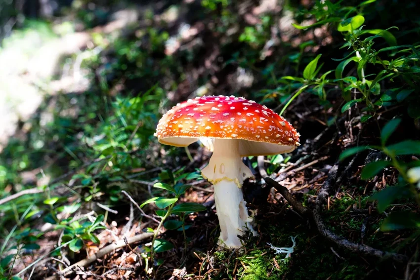 Какие растения на даче под запретом: сорняки и опасные культуры