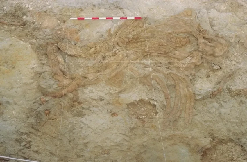 Древняя ловушка: как зыбучие пески делали мамонтов добычей людей и гиен