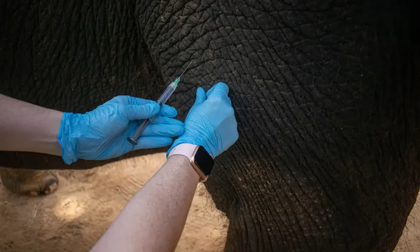 Слонихе Тесс впервые ввели вакцину от смертельного герпесвируса