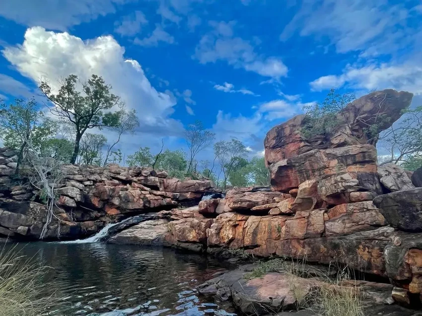 Голубая квакша в Австралии: редкая мутация в дикой природе