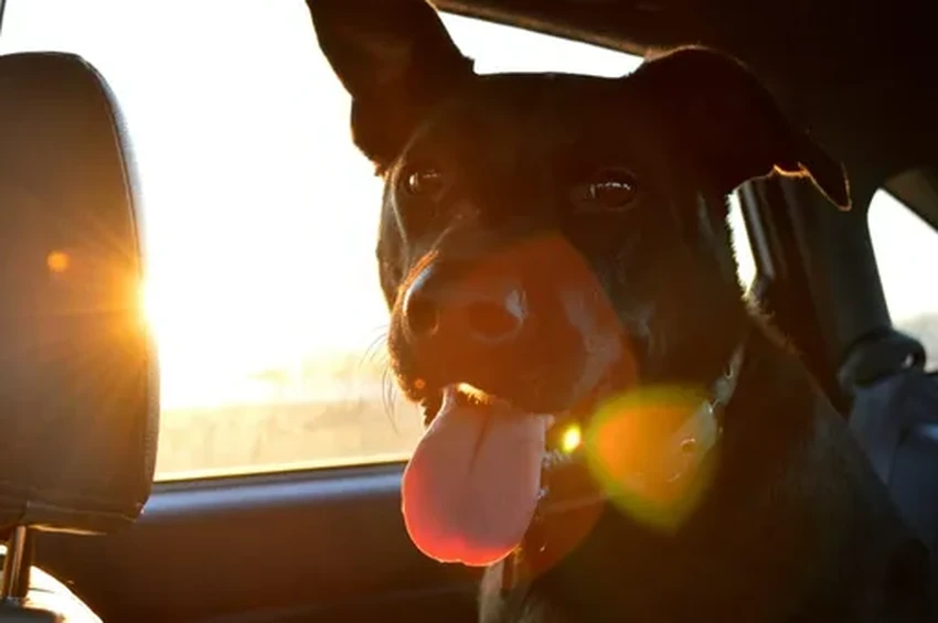 Что нельзя оставлять в машине летом: 10 опасных вещей, включая аэрозоли и крем