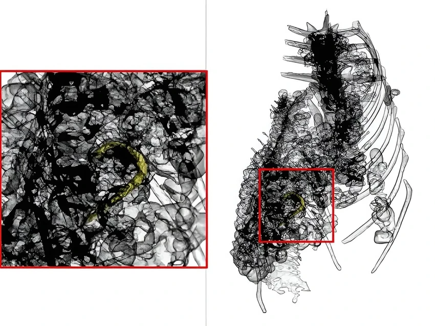 Древний крокодил и его последний ужин: история, которую рассказала мумия