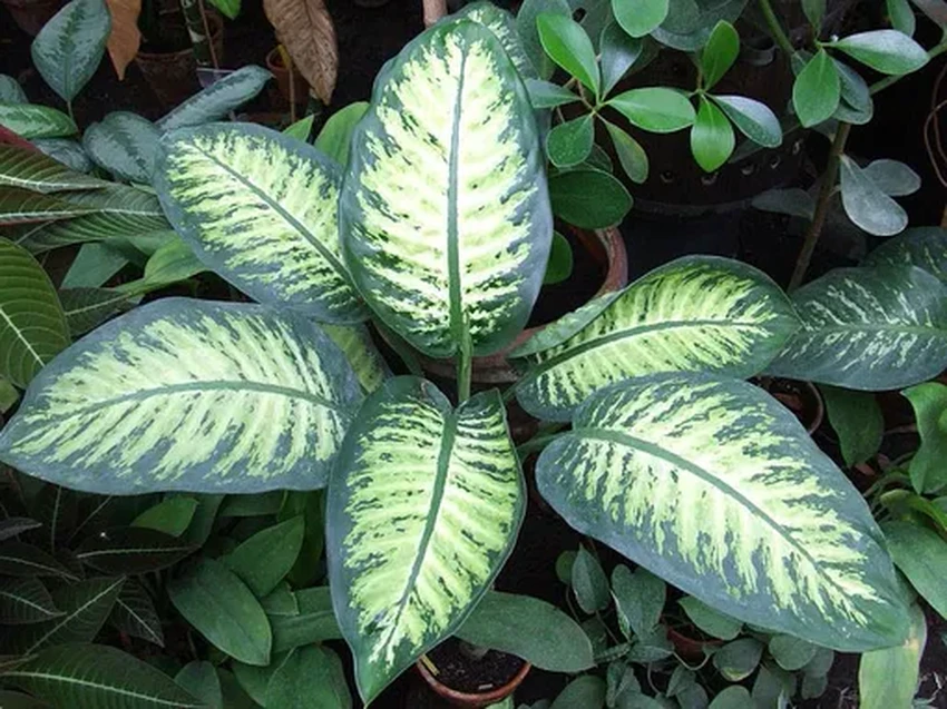 15 самых ядовитых растений: привлекательная внешность и смертельная опасность