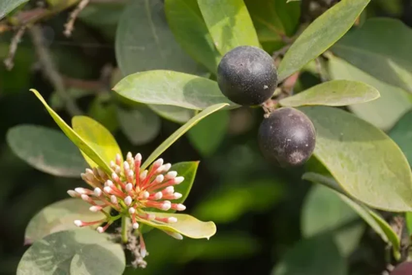 15 самых ядовитых растений: привлекательная внешность и смертельная опасность