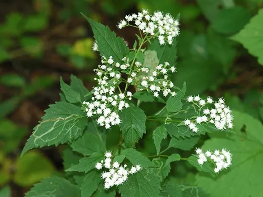 15 самых ядовитых растений: привлекательная внешность и смертельная опасность