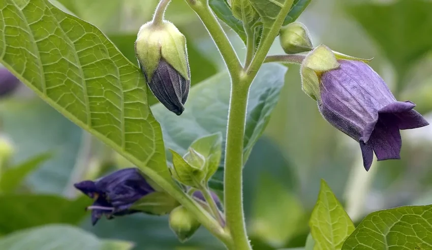 15 самых ядовитых растений: привлекательная внешность и смертельная опасность