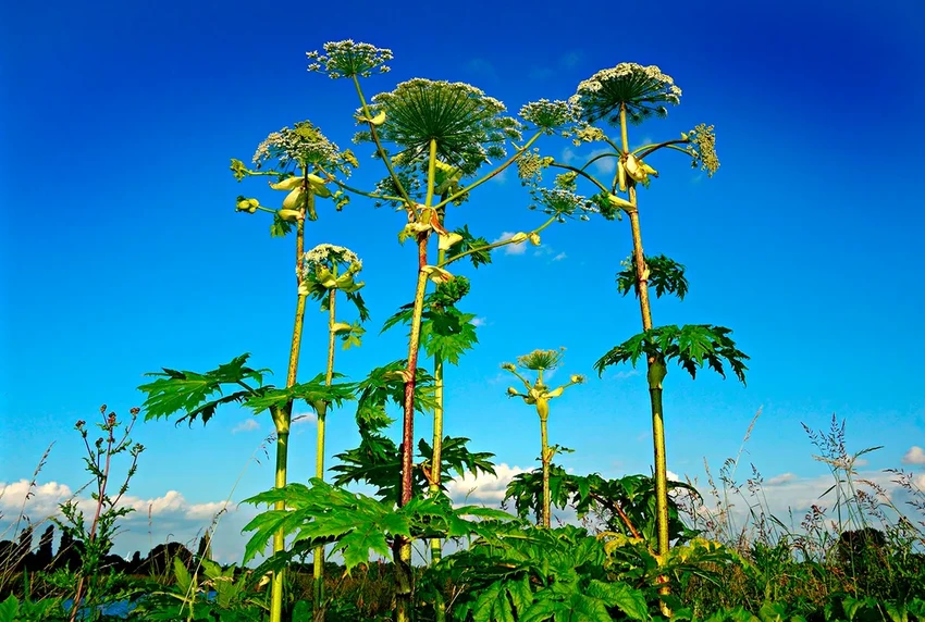 15 самых ядовитых растений: привлекательная внешность и смертельная опасность