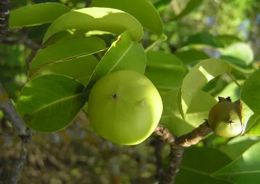 15 самых ядовитых растений: привлекательная внешность и смертельная опасность