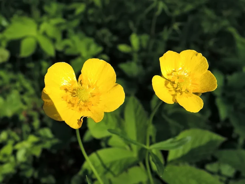 15 самых ядовитых растений: привлекательная внешность и смертельная опасность