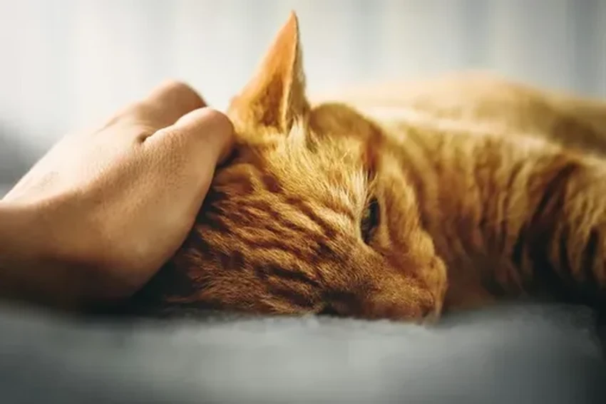 Птичий грипп у коров: мир готовится к новой пандемии?