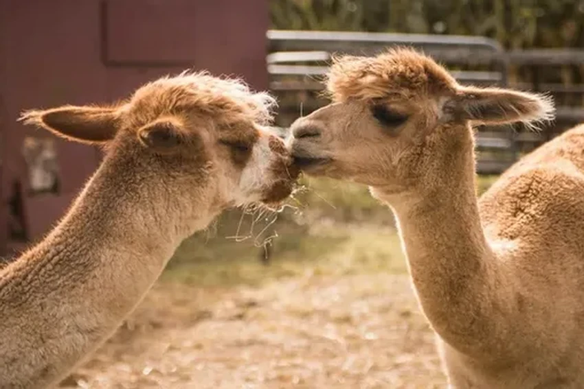 Птичий грипп у коров: мир готовится к новой пандемии?