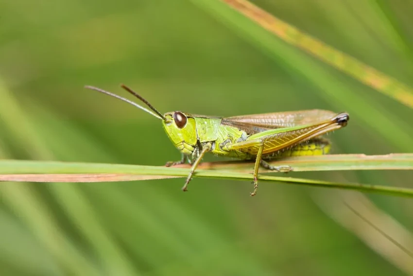 Правильная стрижка газона: как сохранить траву и помочь насекомым