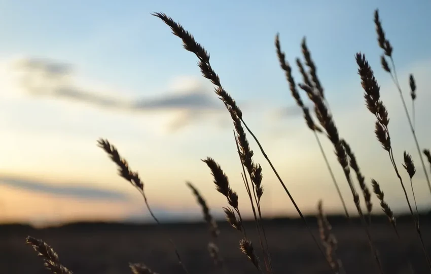 Правильная стрижка газона: как сохранить траву и помочь насекомым