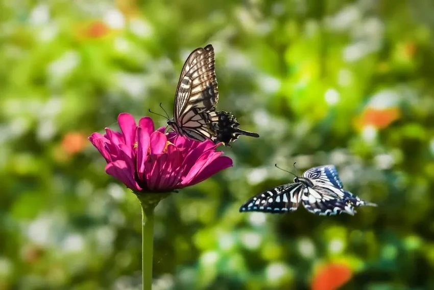 Правильная стрижка газона: как сохранить траву и помочь насекомым