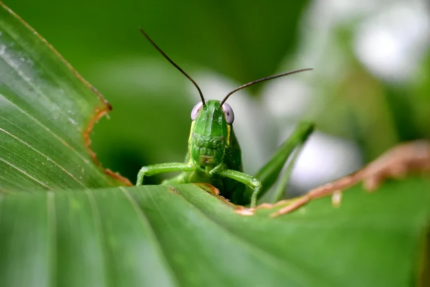 Съедобные насекомые в Сингапуре: 16 видов, разрешённых для продажи и питания