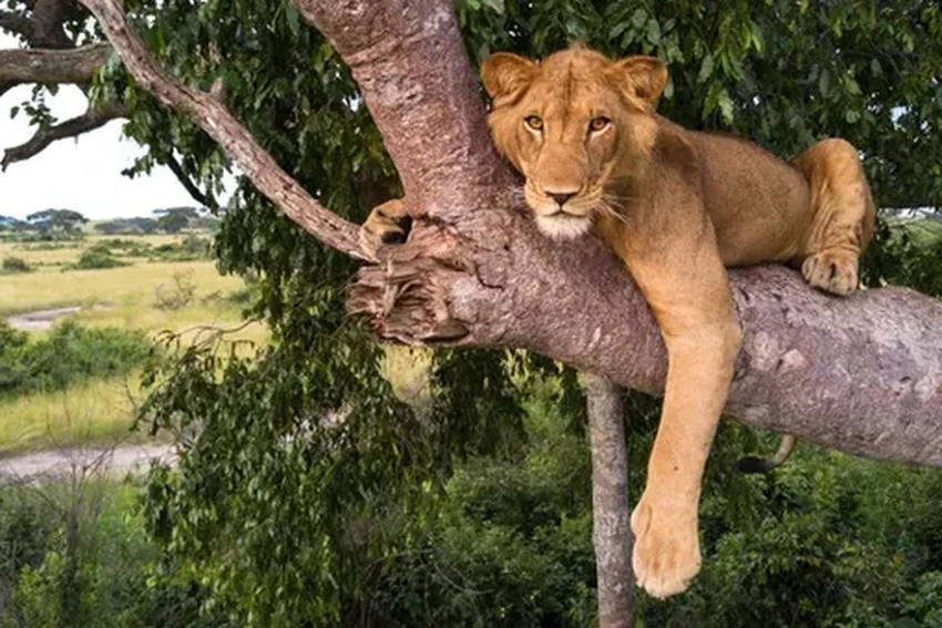 Невероятный заплыв: как львы переплыли реку, кишащую крокодилами