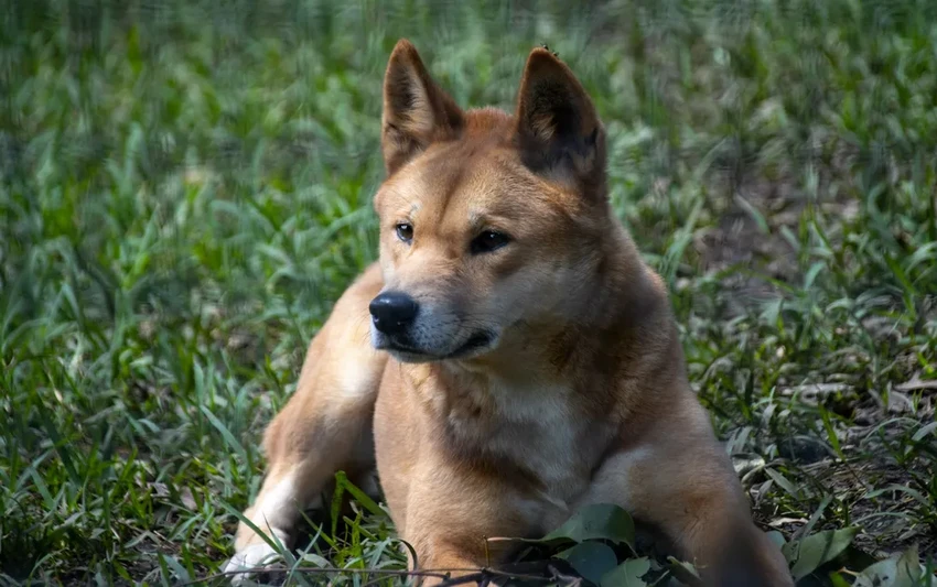 Генетика динго: древняя ДНК показала их уникальность и независимость от собак