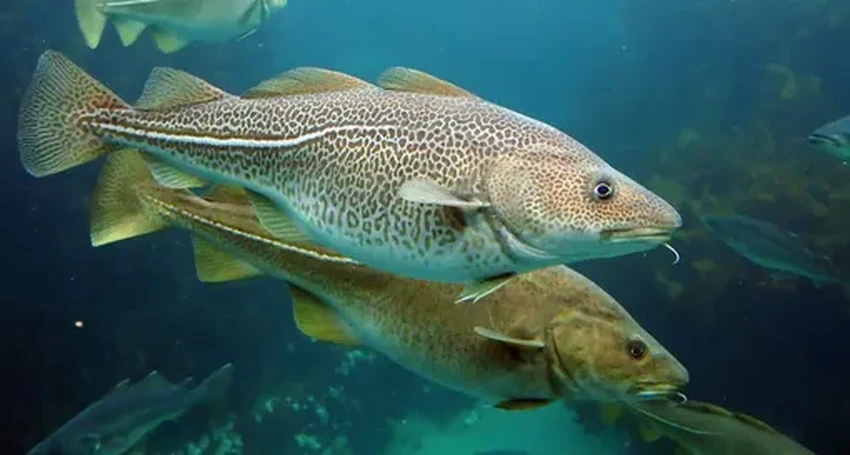 Потепление океана грозит исчезновением донных рыб Арктики к 2100 году