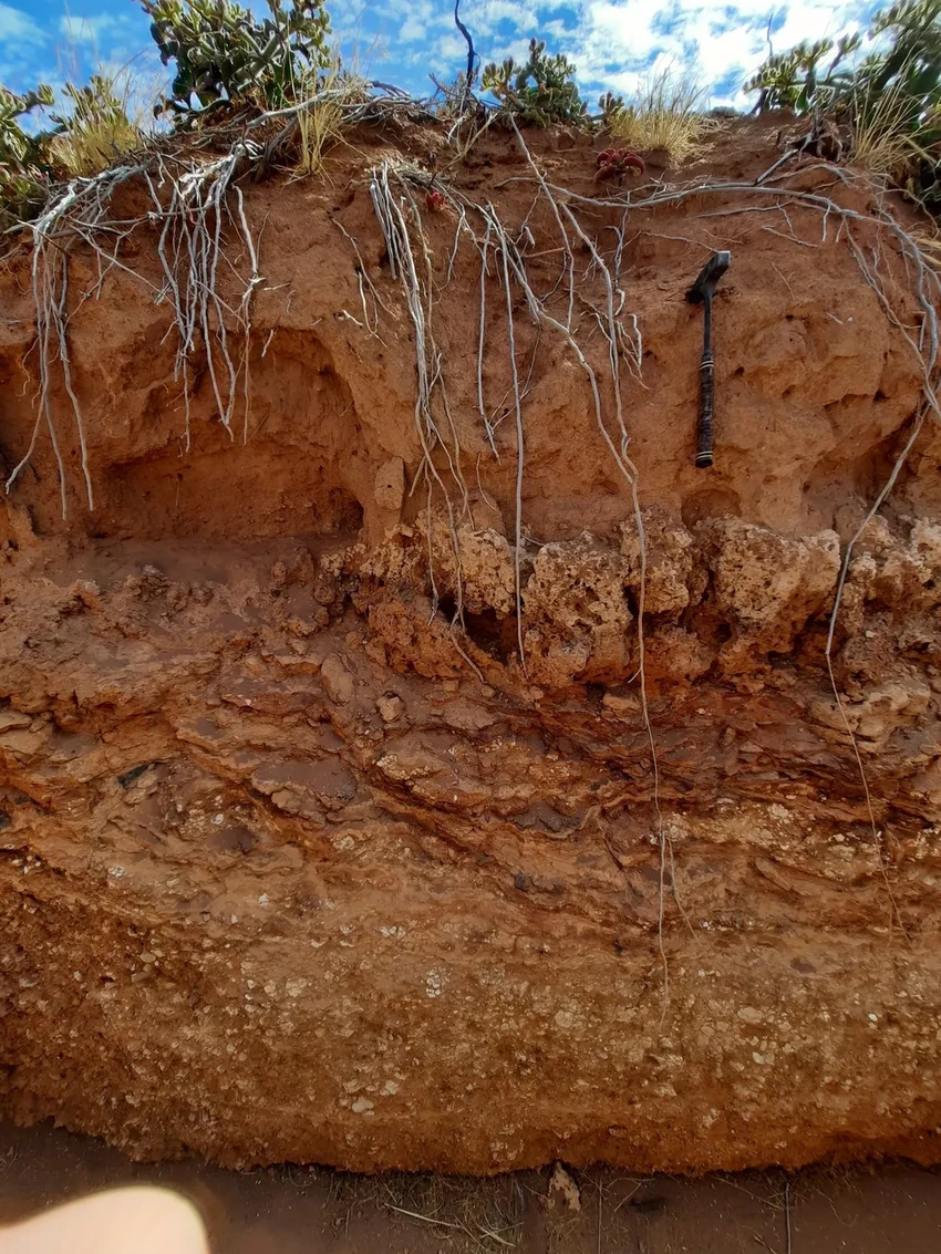 Термиты живут в одном доме 34 000 лет. Как их курган стал капсулой времени