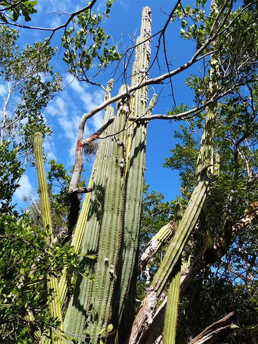 Первый вид в США исчез из-за моря: судьба шестиметрового светящегося кактуса