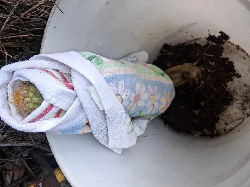 Первый вид в США исчез из-за моря: судьба шестиметрового светящегося кактуса