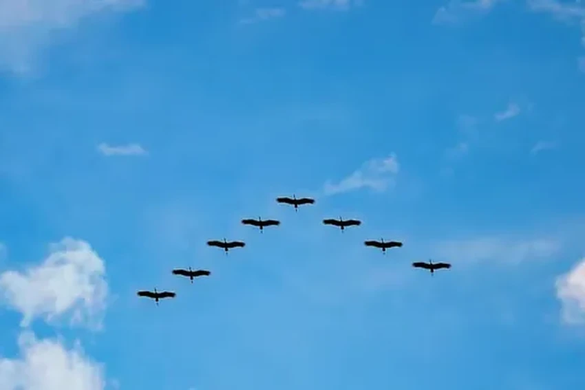 Зачем самолеты учатся летать клином, как перелетные птицы