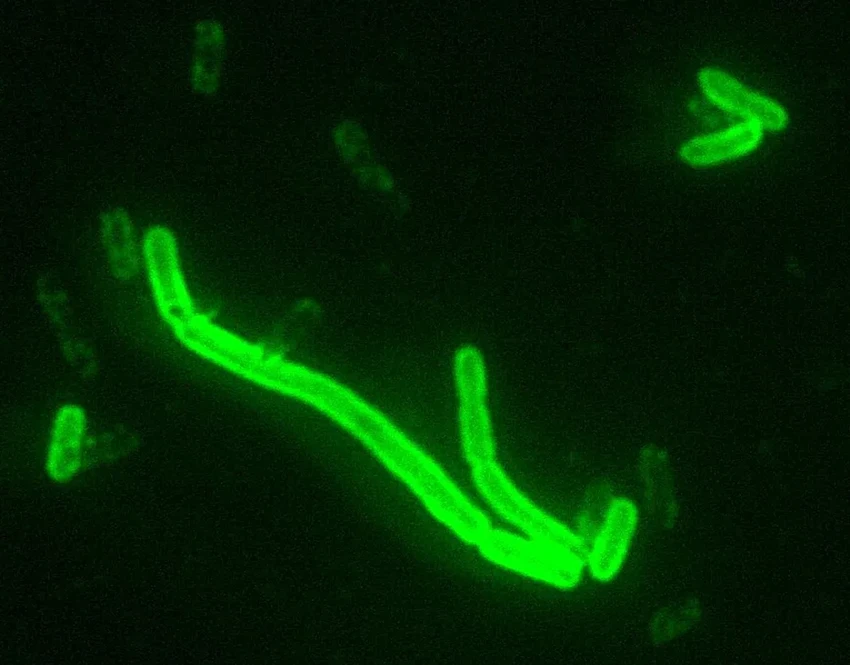 Кто погубил строителей Стоунхенджа: древняя чума как причина упадка