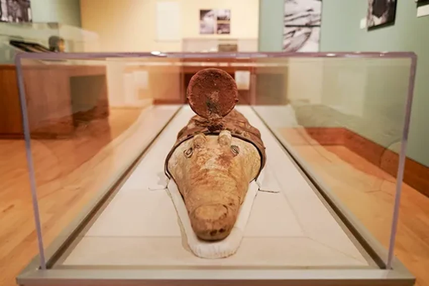 Как ловили священных крокодилов в Древнем Египте: находка в мумии