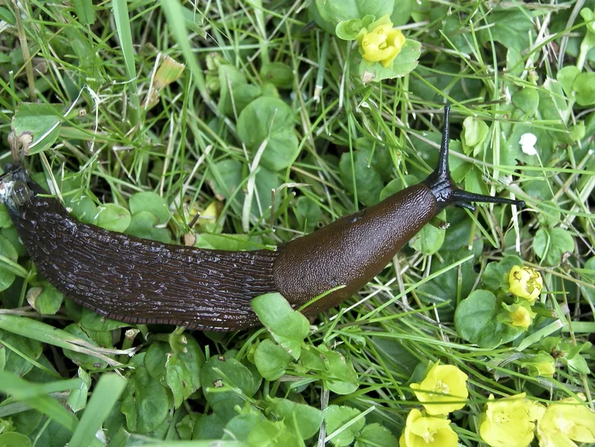 Нашествие испанских слизней: чем опасны гигантские моллюски в Подмосковье