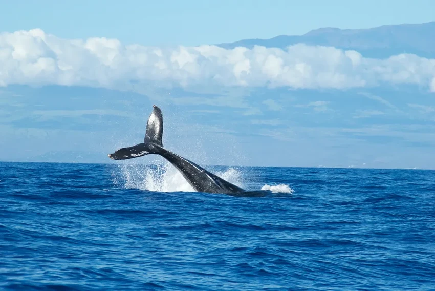 Впервые на видео: как самка синего кита кормит детеныша в океане