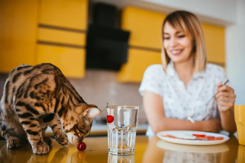 Почему кошка отодвигает миску с водой от еды? Секрет инстинкта