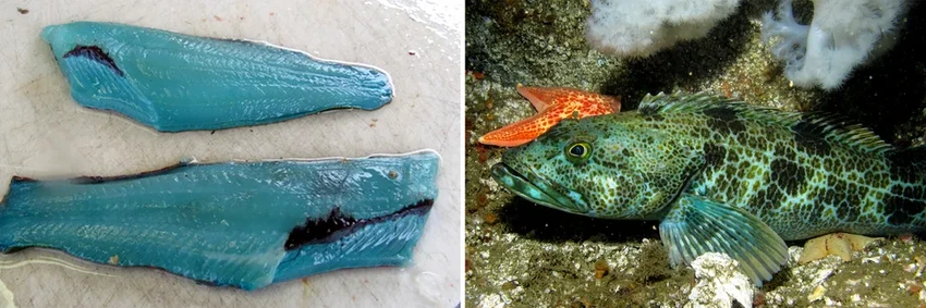 Почему мясо рыбы бывает красным, белым или оранжевым: от чего зависит цвет