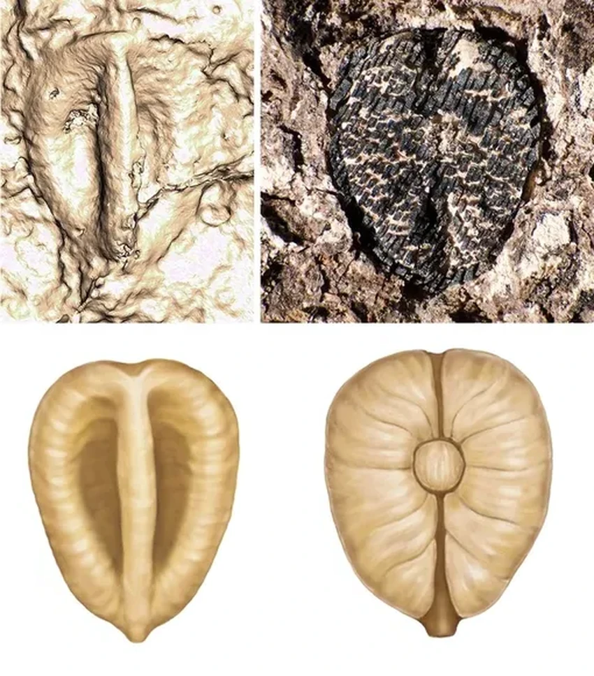 Главные открытия палеонтологии: хищник с головой-«унитазом» и динозавр Локи