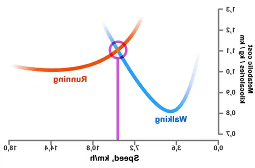 Когда ходьба сжигает больше калорий, чем бег? Ответ зависит от вашей скорости