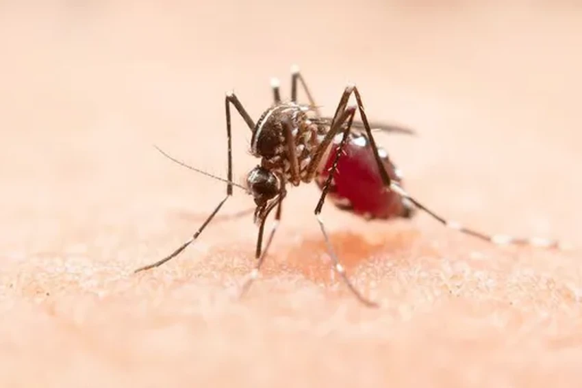 Чем снять зуд от укуса комара: аптечные и народные средства