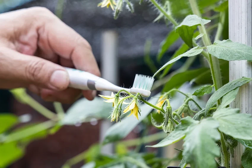 Как опылять растения вручную: 3 простых способа для богатого урожая