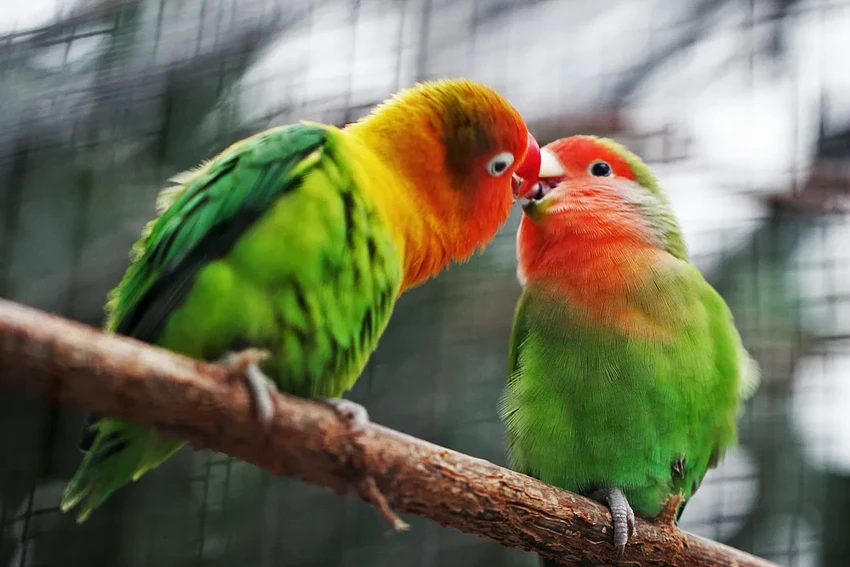 Поцелуи Брежнева и наука: как биохимия объясняет наш самый древний ритуал