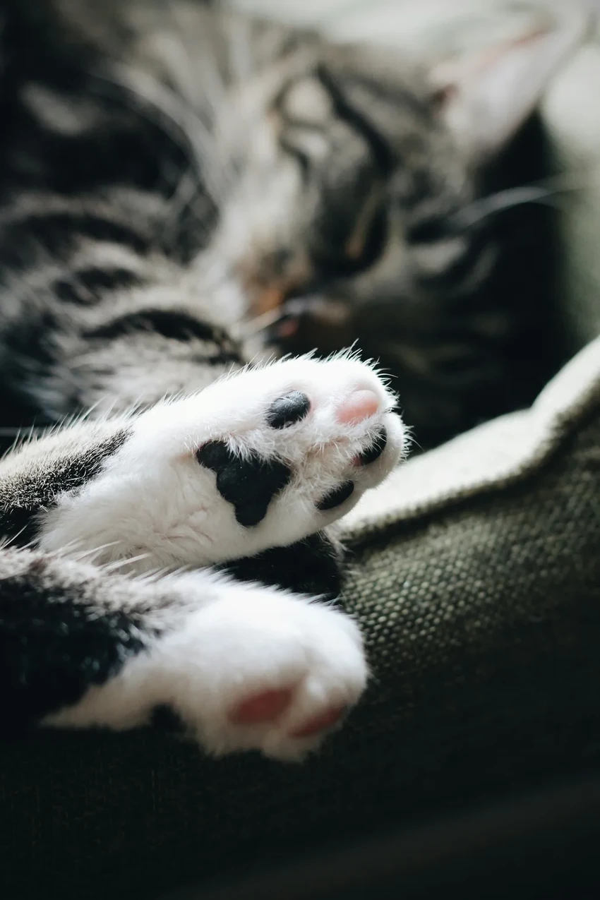 Почему кошки портят диваны: научное объяснение поведения питомцев