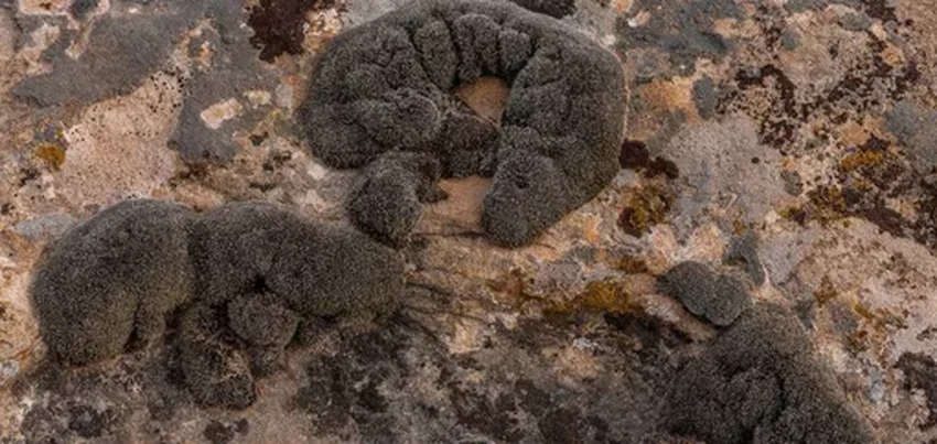 Неубиваемый мох для Марса: как растение пережило космический холод и радиацию