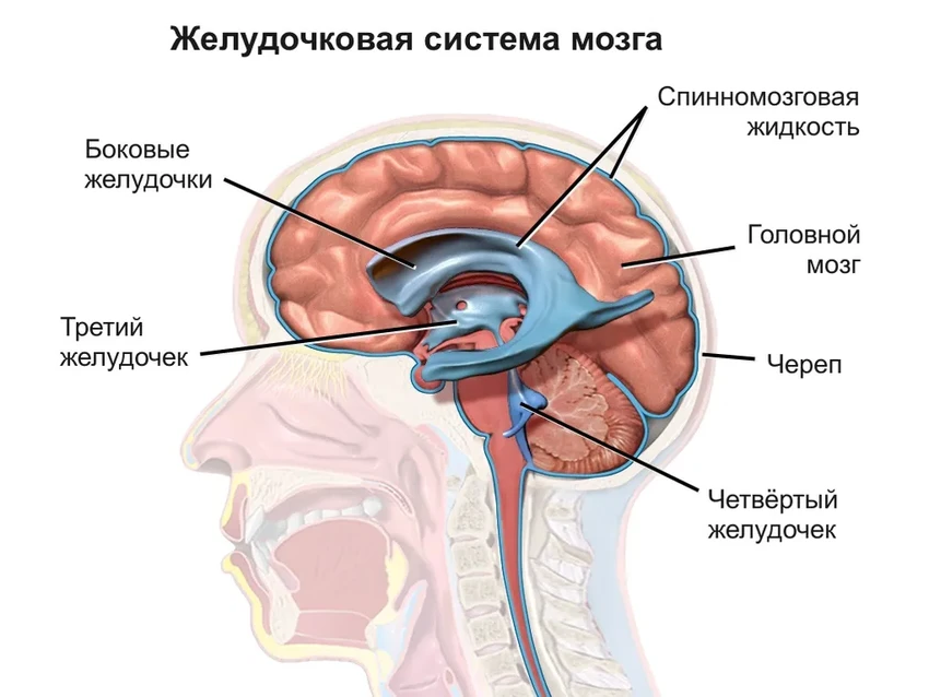 Как сосудистое сплетение в мозге помогает восстанавливаться после инсульта
